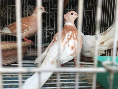 Dove Pair (Khumray)