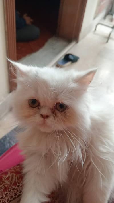 3 months old punch face triple coat female kitten