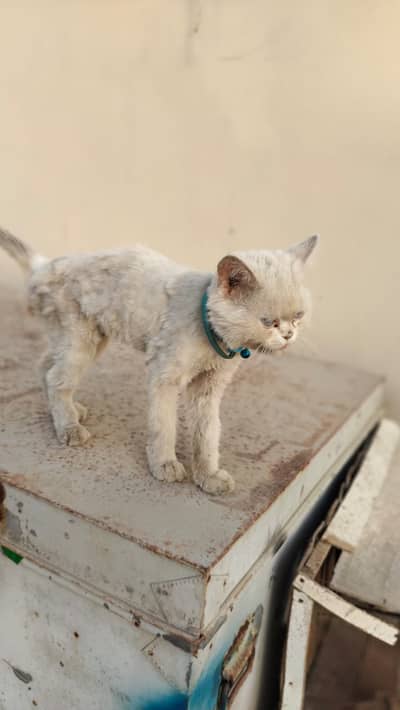 cat for adobtion free