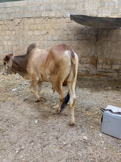 Qurbanii k Bachra