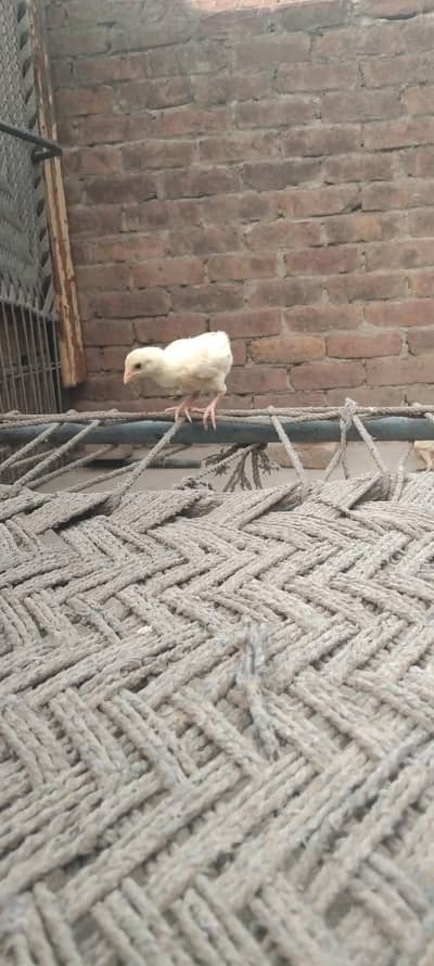 white Shamo chick