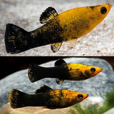 healthy pair of gold dust molly only 1 pair urgent