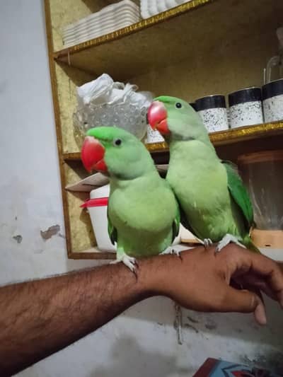 Alexanderain Kashmiri Raw handteam pair 03091489914