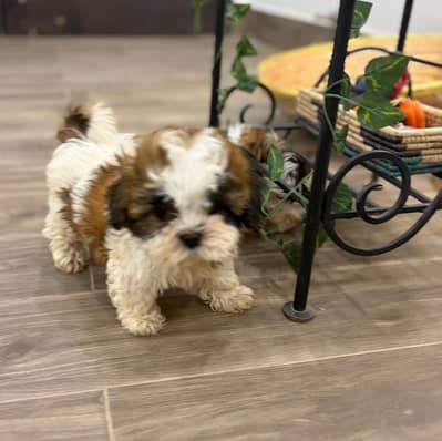 2 Shih Tzu Puppies for Sale - Both Males 2 months old