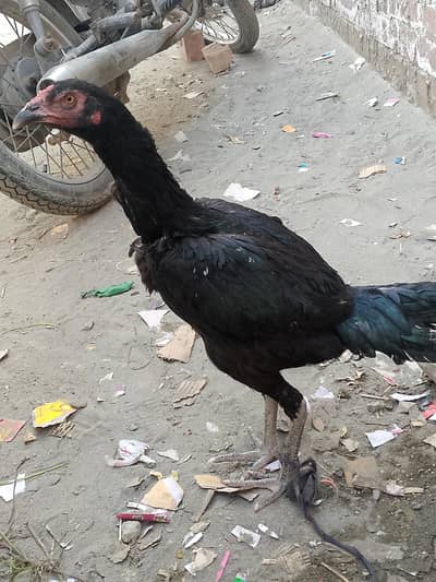 aseel murgi for sale