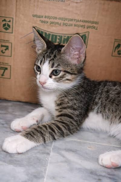 Cat for Adoption