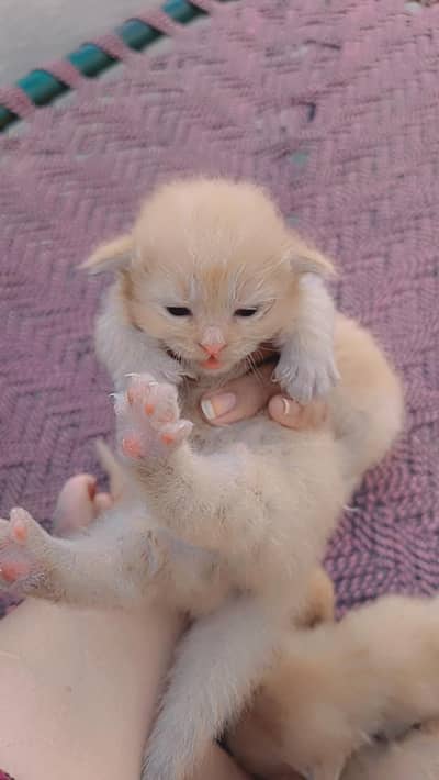 New born cat babies