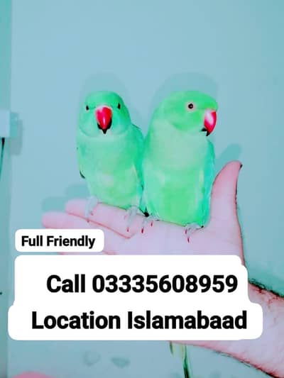 Single 7000 Hand Tamed Friendly Green Ring Neck Parrots Male/Female