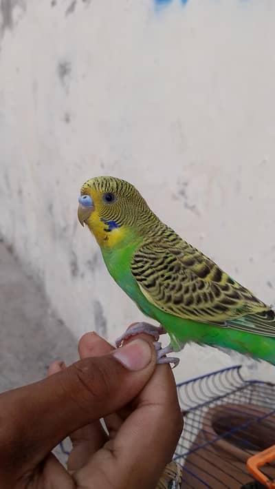 Budgie parrot 