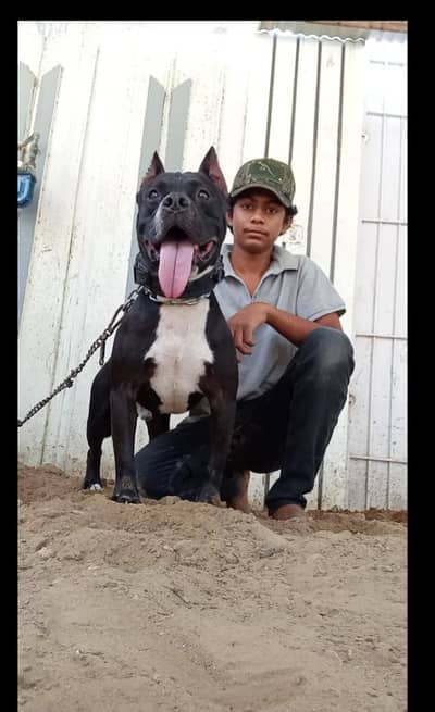 Pitbull mail reader