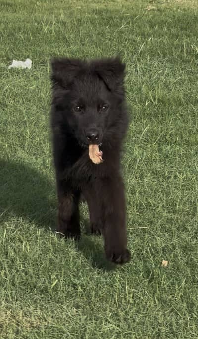 Long Coat Black German Shepherd Female