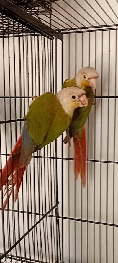 Green Cheek Breeder Pair , Pineapple Ready Pair