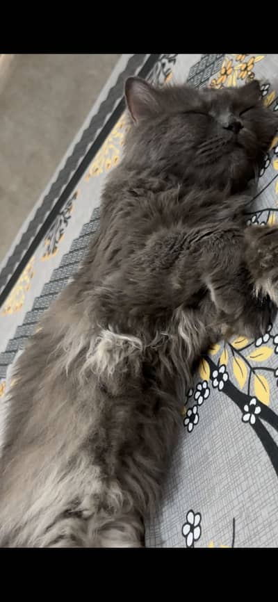 Grey Male Cat for Sale 
