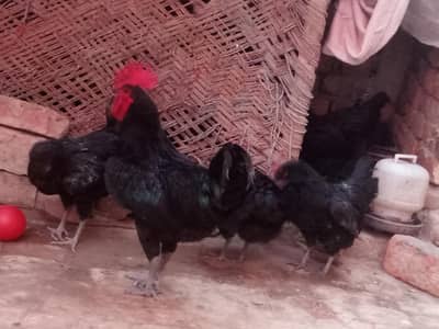 Ando wali murgi 2800