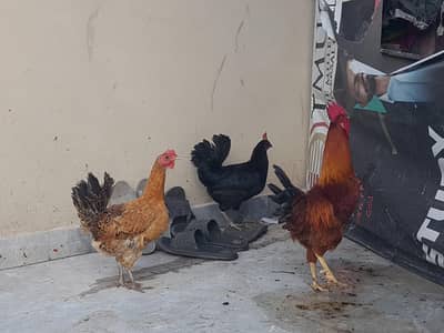 Misri egg layering 4 hens 1 male chance for sale