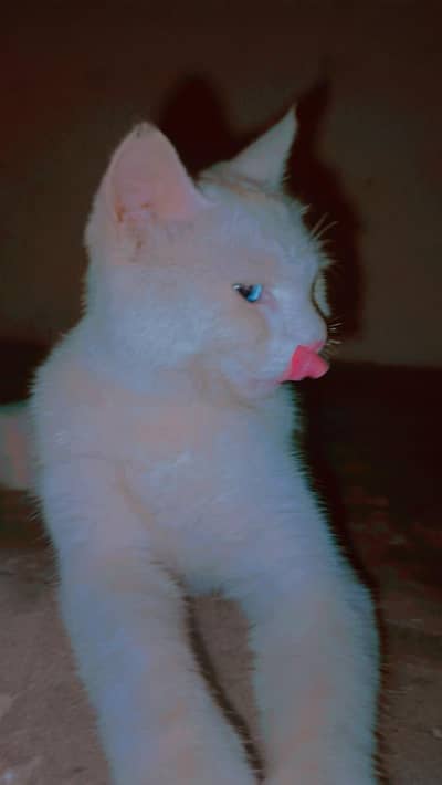 cat for sail