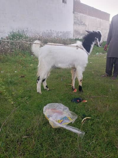 Bakray for Qurbani 2026