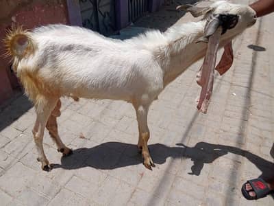 Bakra for Qurbani 2026