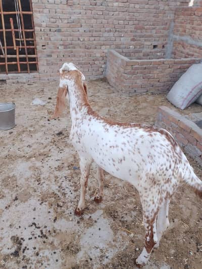 sale goat