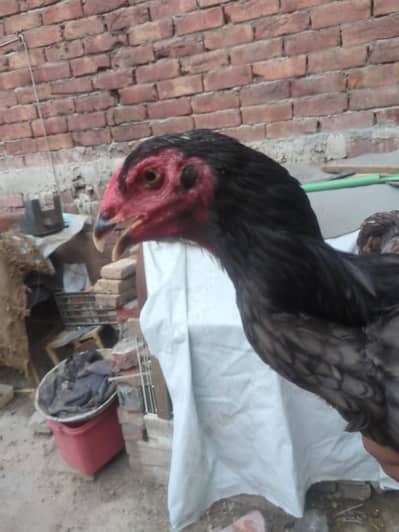 beautiful madam for breading