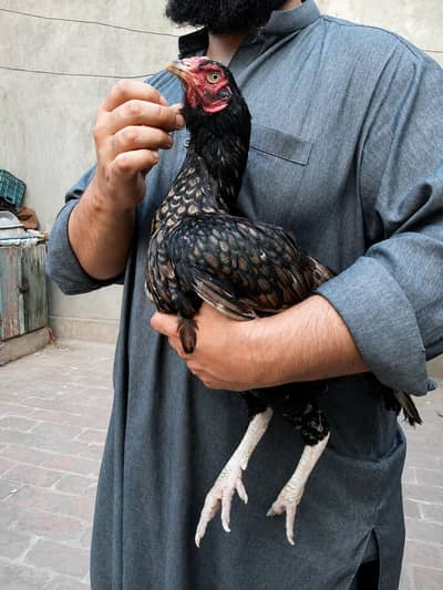 aseel female