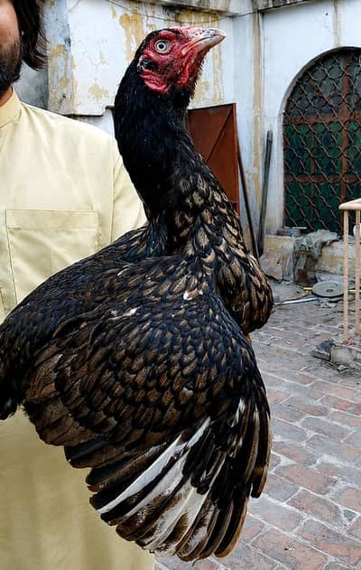 aseel female