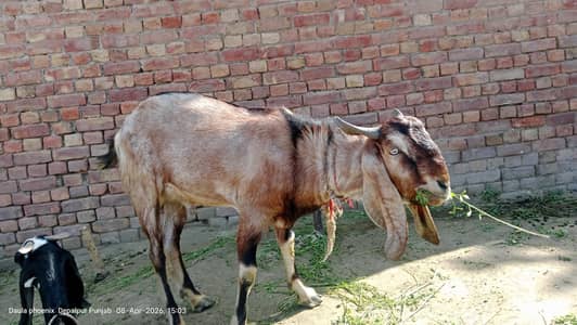 2.5 maan bakra for sale