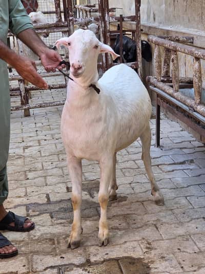 Goat sheep for qurbani