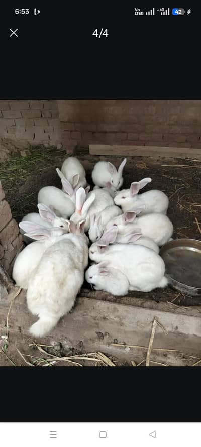 NewZealand breed and karblai kabootar