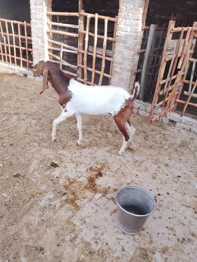 sale goat