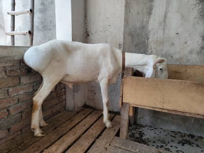 Dumba in lahore