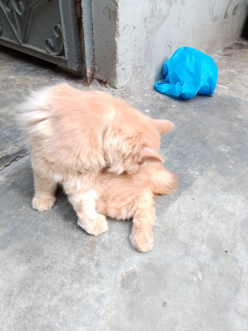 brwon 0