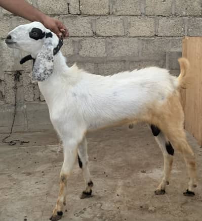 2 Daant Bakrai Jori 150000