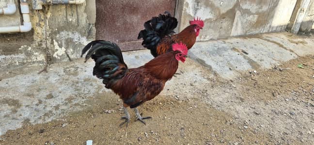 Misri Murghay For Sale (total 6 Rooster)