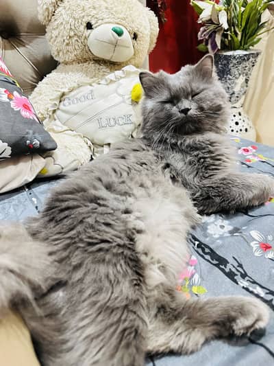 Grey Male Cat for Sale