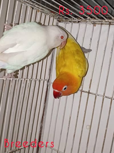 Parrots for sale Different Prices