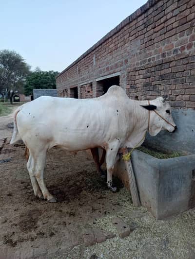 white Fateh jhanghi bull for sale