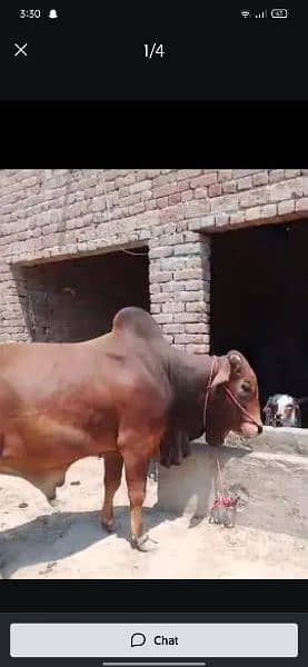 Bull 2 dant sahiwal nasal age 3 saal Qurbani K liya 6 mond weight