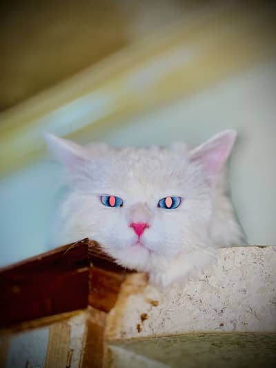 Premium breed blue eyes full long coat