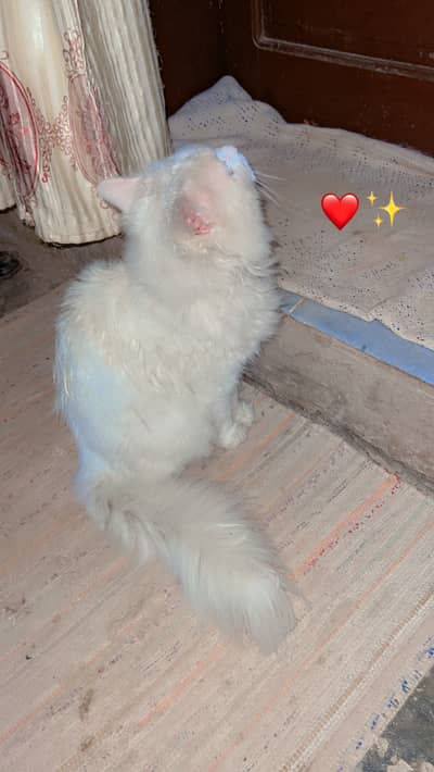 Premium breed blue eyes full long coat