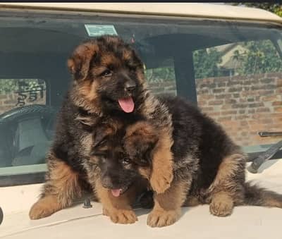 top quality German Shepherd puppies for sale