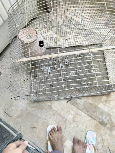 bird cage
