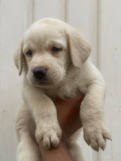 Pedigree British Labrador Male Puppy for Sale 