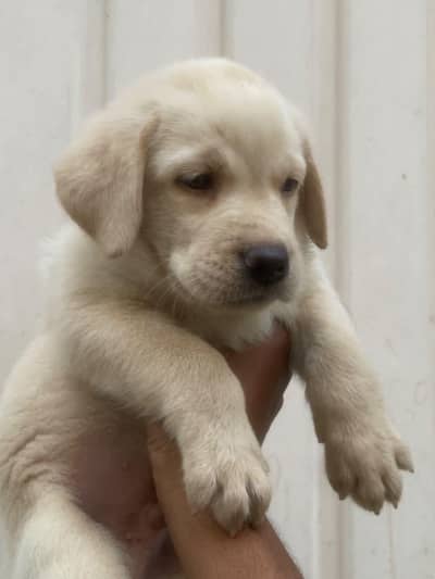 Pedigree British Labrador Male Puppy for Sale