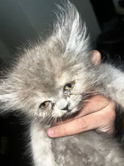 Persion punch face very healthy kitten