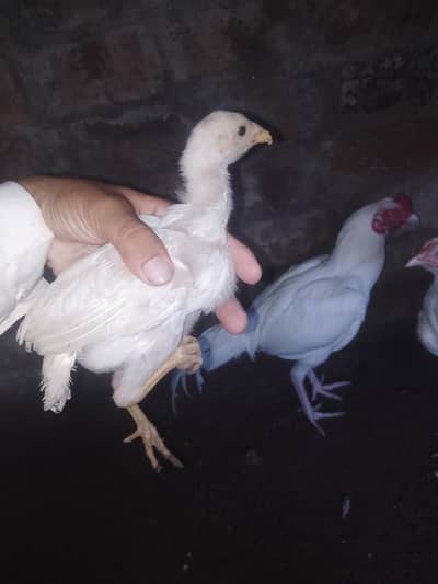 pure aseel chicks