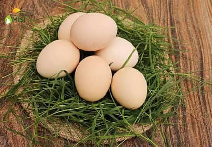 aseel lakha muskha fertile eggs