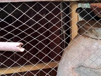 Australian parrots & java bird with pinjara cage