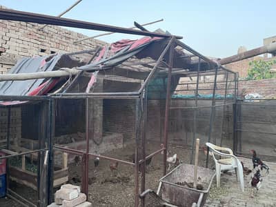Some hens for sale
