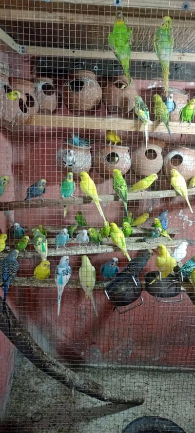 sale urgent breeder pairs